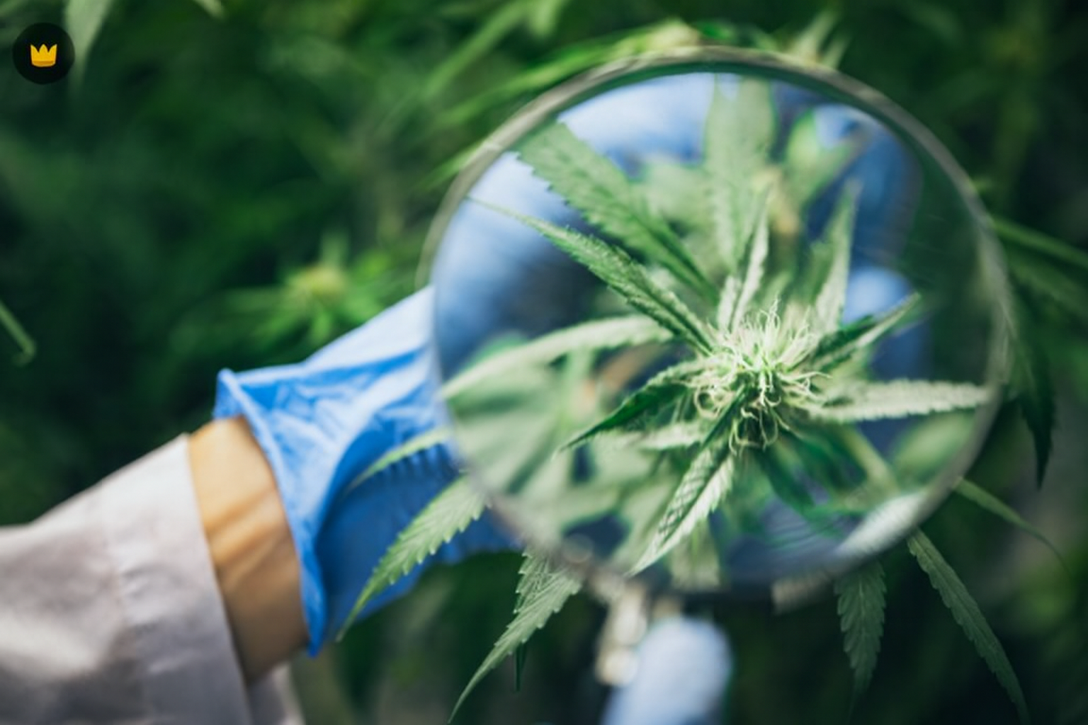 Laboratory pipette and vials illustrating quality and testing.